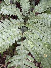 Pteris amoena