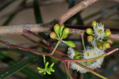 Eucalyptus viridis