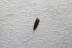 Ecnomidae