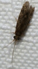 Ecnomidae