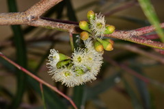 Eucalyptus viridis