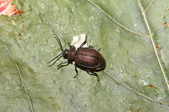 Galeruca pomonae