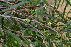 Eucalyptus viridis