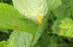 Triphragmium ulmariae