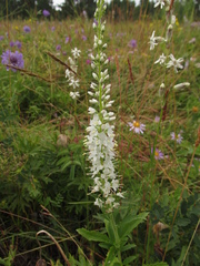 Veronica linariifolia