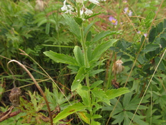 Veronica linariifolia