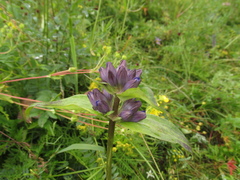Gentiana macrophylla