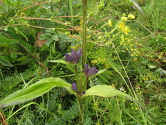 Gentiana macrophylla
