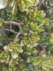 Crassula ovata