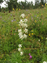 Silene jeniseensis