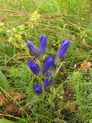 Gentiana decumbens