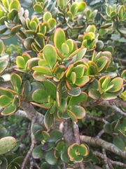 Crassula ovata
