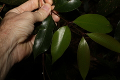Syzygium crebrinerve