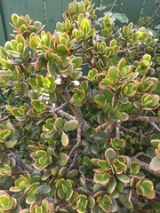 Crassula ovata