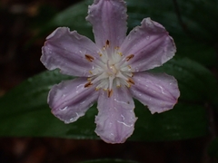 Tripladenia cunninghamii
