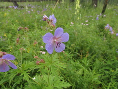 Geranium transbaicalicum