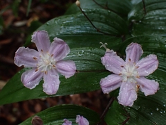 Tripladenia cunninghamii