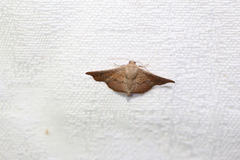 Esthlodora versicolor