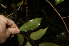 Syzygium crebrinerve