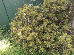 Crassula ovata