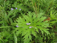 Geranium transbaicalicum