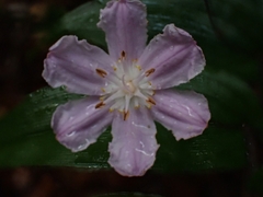 Tripladenia cunninghamii