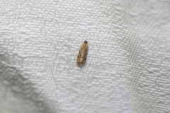 Euphona euphona