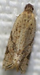 Euphona euphona