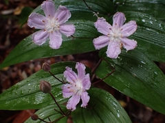 Tripladenia cunninghamii