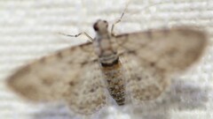 Sigilliclystis insigillata