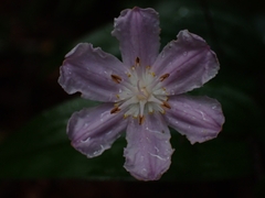 Tripladenia cunninghamii