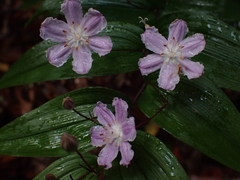 Tripladenia cunninghamii