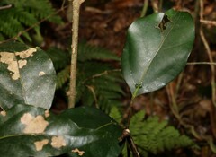 Cryptocarya foveolata
