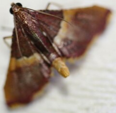 Endotricha mesenterialis