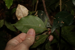 Cryptocarya foveolata