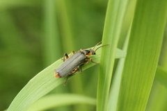 Cantharis nigricans