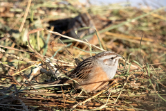 Emberiza godlewskii