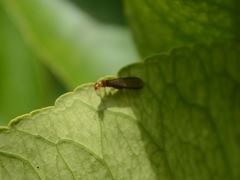 Kalotermitidae