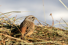 Emberiza godlewskii