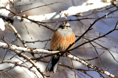 Emberiza godlewskii