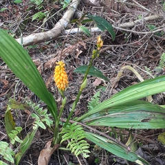 Calanthe