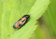 Cercopis vulnerata