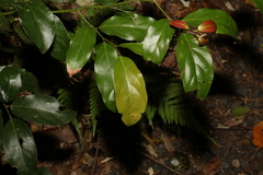Endiandra muelleri