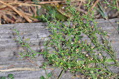 Lepidium aschersonii