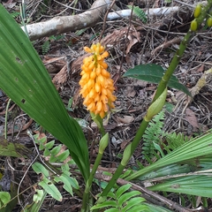 Calanthe