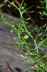 Lepidium aschersonii