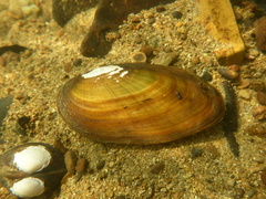 Ambleminae