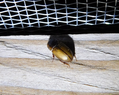 Acanthobodilus immundus