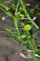 Lepidium aschersonii