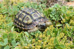 Homopus areolatus